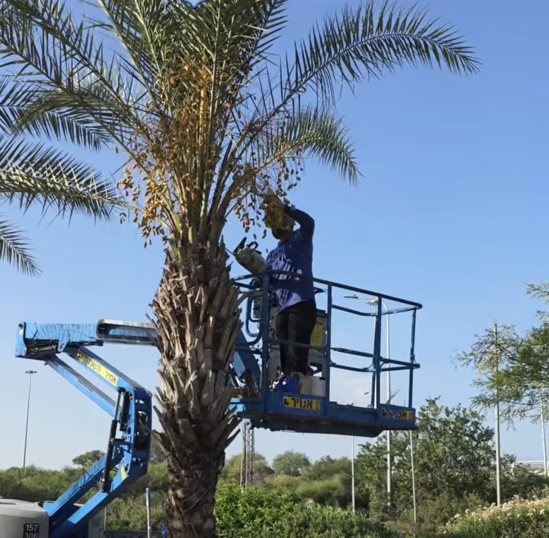 הדקלים נגזמים ברחבי העיר לקראת סוכות: בעירייה פועלים להגברת הבטיחות, והתושבים יכולים ליהנות גם מהסכך