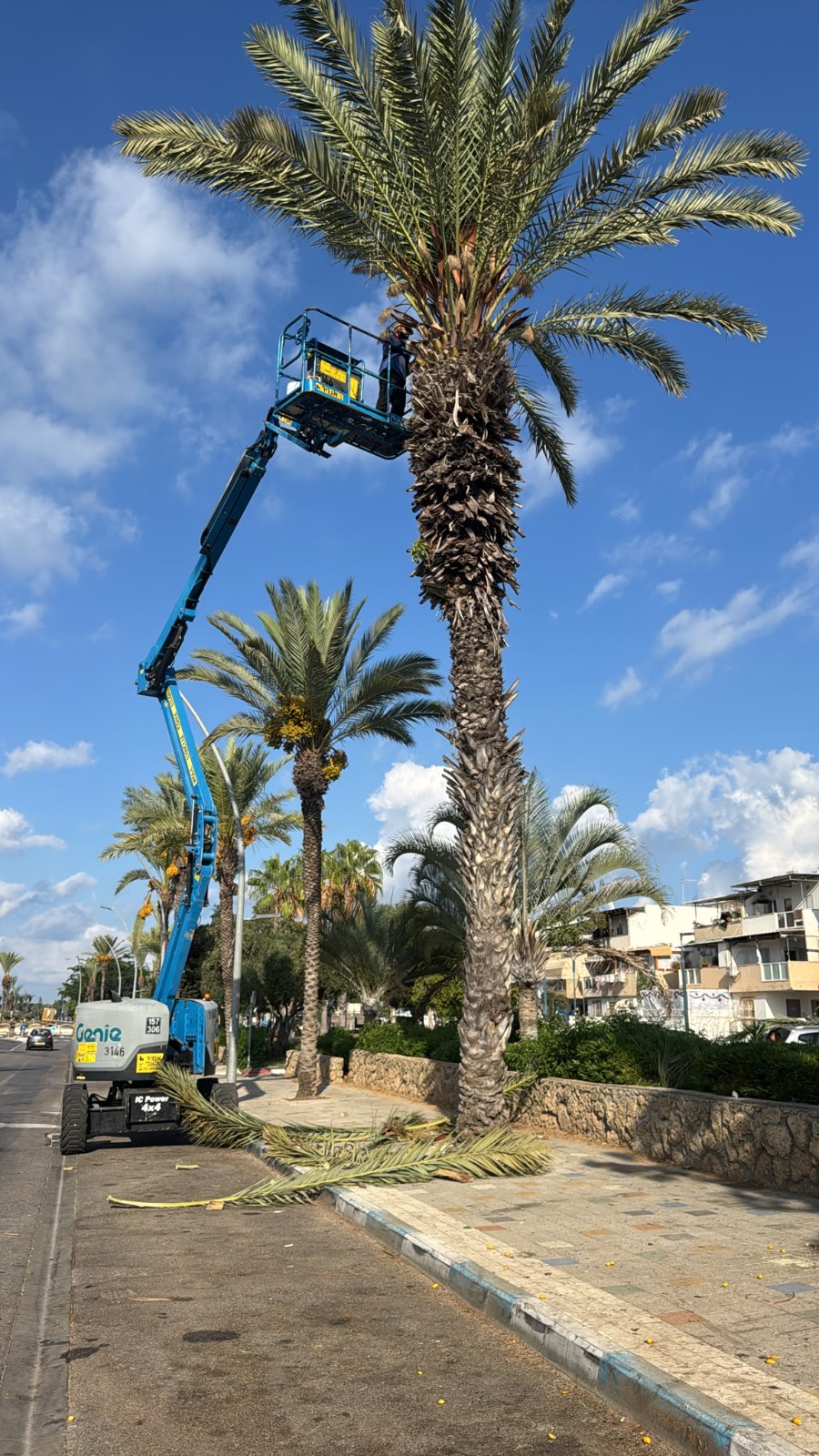 צריכים סכך לסוכה? עיריית אור עקיבא מזמינה את התושבים